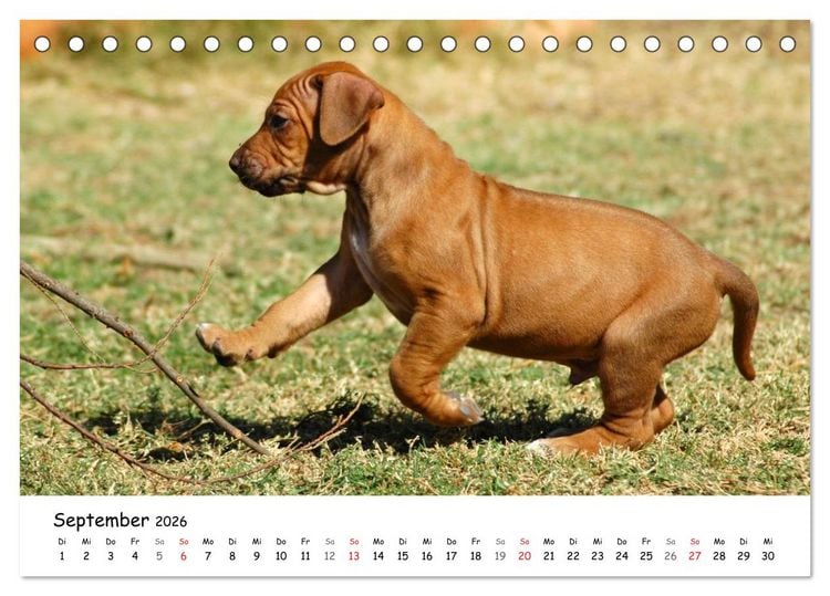 Produktbild: Rhodesian Ridgebacks in Aktion (Tischkalender 2026 DIN A5 quer), CALVENDO Monatskalender