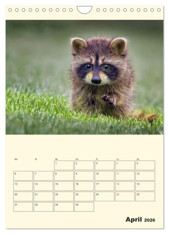 Produktbild: Drolliger Waschb&auml;r (Wandkalender 2026 DIN A4 hoch), CALVENDO Monatskalender