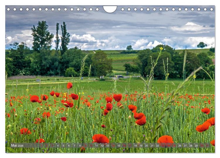 Produktbild: Weinland Pfalz - Region S&uuml;dliche Weinstra&szlig;e (Wandkalender 2026 DIN A4 quer), CALVENDO Monatskalender