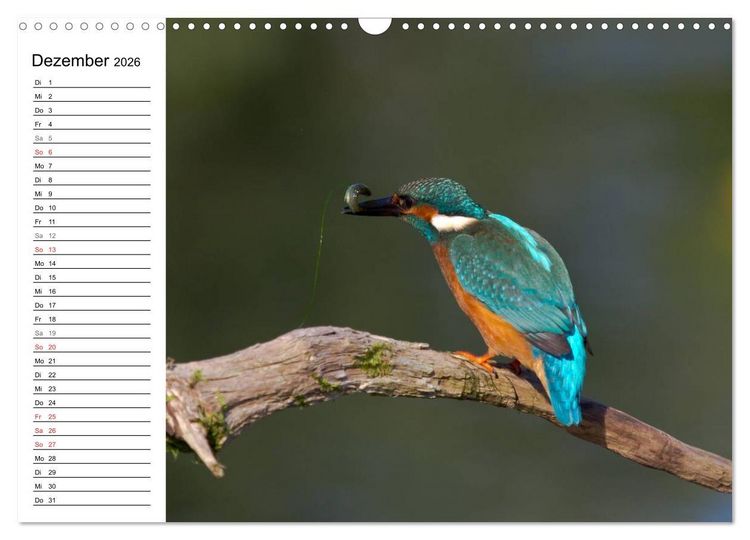 Produktbild: Eisv&ouml;gel (Wandkalender 2026 DIN A3 quer), CALVENDO Monatskalender