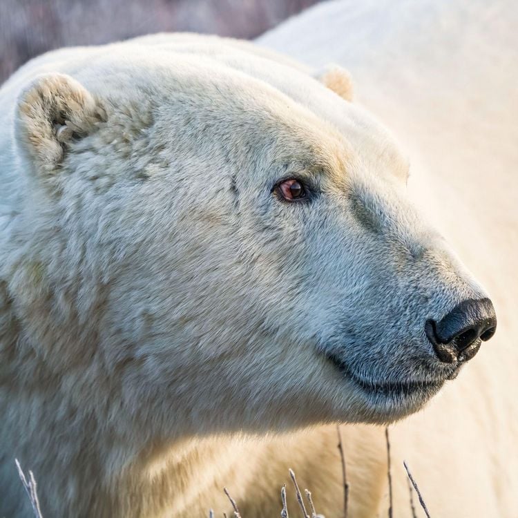 Produktbild: Bears 2027