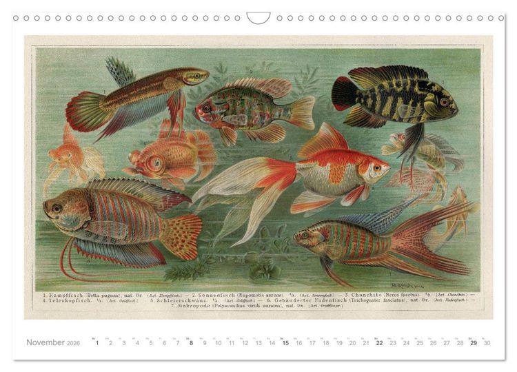 Produktbild: Farbenpr&auml;chtige Fauna. Fische, V&ouml;gel, Schmetterlinge in Grafiken des 19 Jahrhunderts (Wandkalender 2026 DIN A3 quer), CALVENDO Monatskalender