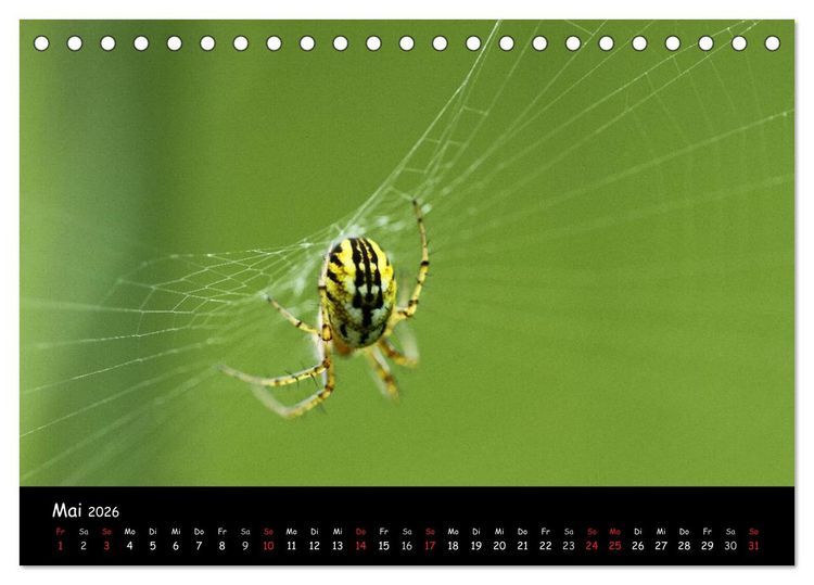 Produktbild: Heimische Spinnen (Tischkalender 2026 DIN A5 quer), CALVENDO Monatskalender