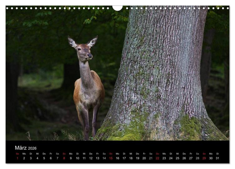 Produktbild: Der Rothirsch, K&ouml;nig der W&auml;lder (Wandkalender 2026 DIN A3 quer), CALVENDO Monatskalender