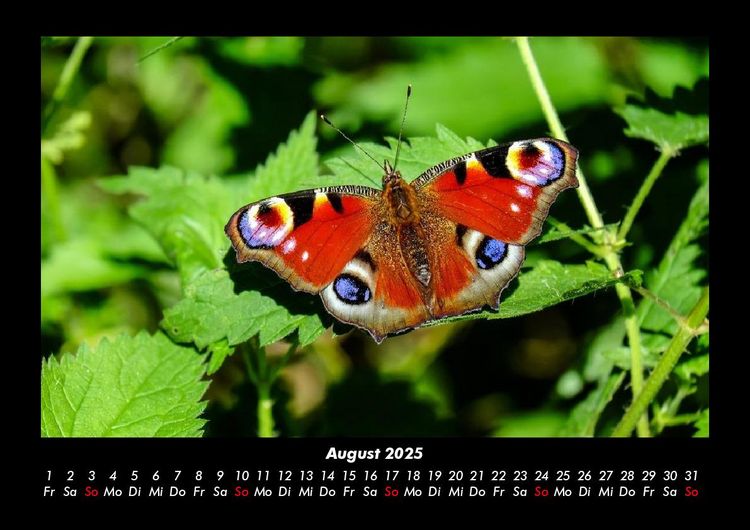 Produktbild: Bunte Pracht der Schmetterlinge 2025 Fotokalender DIN A3