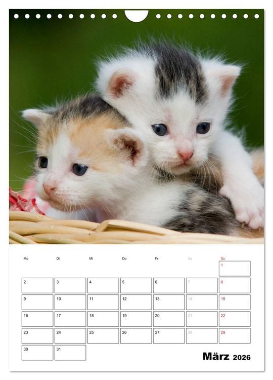 Produktbild: Katzenkinder - Impressionen (Wandkalender 2026 DIN A4 hoch), CALVENDO Monatskalender