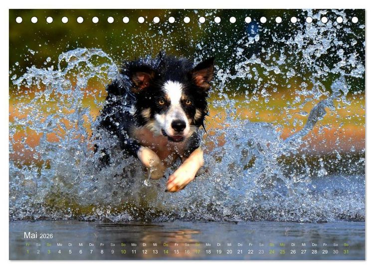 Produktbild: SPLASH - Hunde im Wasser (Tischkalender 2026 DIN A5 quer), CALVENDO Monatskalender