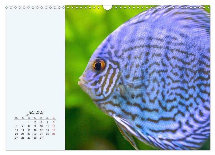 Produktbild: Diskusfische. Die bezaubernden Lieblinge vieler Aquarianer (Wandkalender 2026 DIN A3 quer), CALVENDO Monatskalender