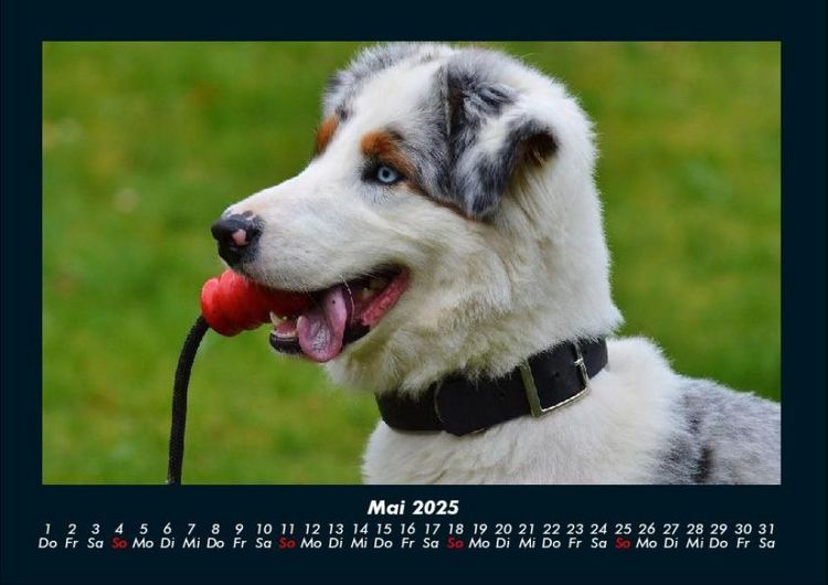 Produktbild: Hundezauber 2025 Fotokalender DIN A4
