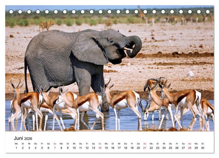 Produktbild: Namibias Elefanten (Tischkalender 2026 DIN A5 quer), CALVENDO Monatskalender
