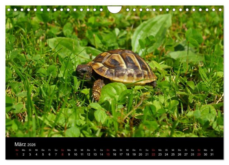 Produktbild: Das Leben der Schildkr&ouml;ten (Wandkalender 2026 DIN A4 quer), CALVENDO Monatskalender