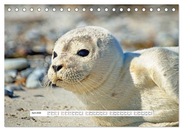 Produktbild: Hochsee-Insel Helgoland (Tischkalender 2026 DIN A5 quer), CALVENDO Monatskalender