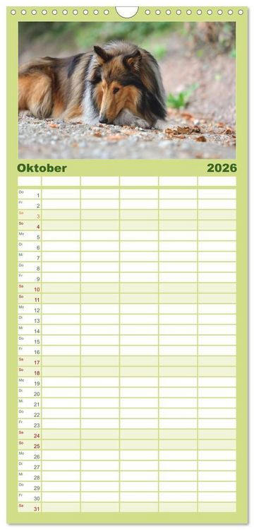 Produktbild: Familienplaner 2026 - Collies - charmante Herzensbrecher mit 5 Spalten (Wandkalender, 21 x 45 cm) CALVENDO