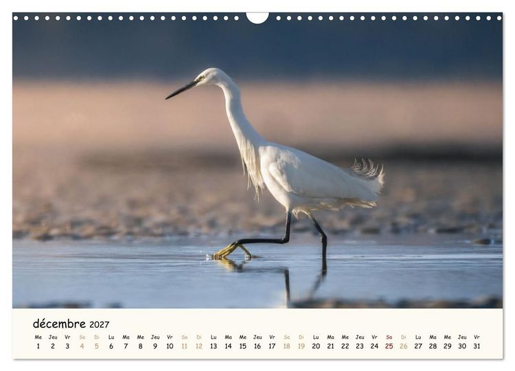 Produktbild: Esprit animal - Regards minimalistes (Calendrier mural 2027 DIN A3 vertical), CALVENDO calendrier mensuel