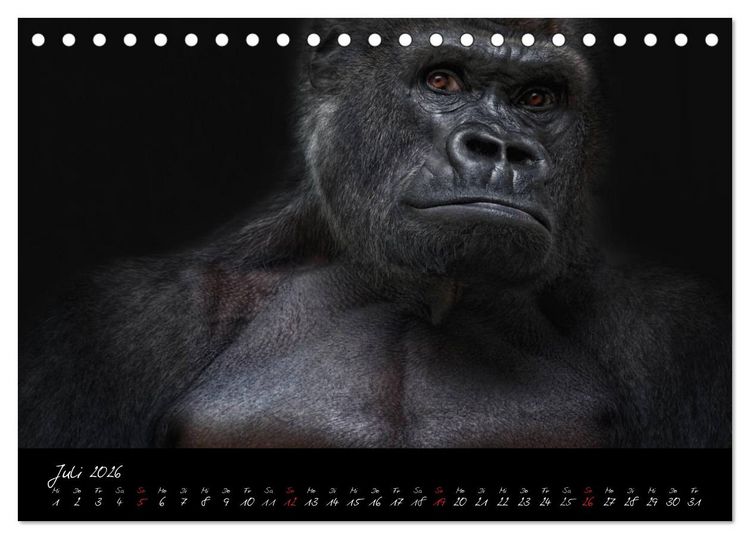Produktbild: Gorilla (Tischkalender 2026 DIN A5 quer), CALVENDO Monatskalender