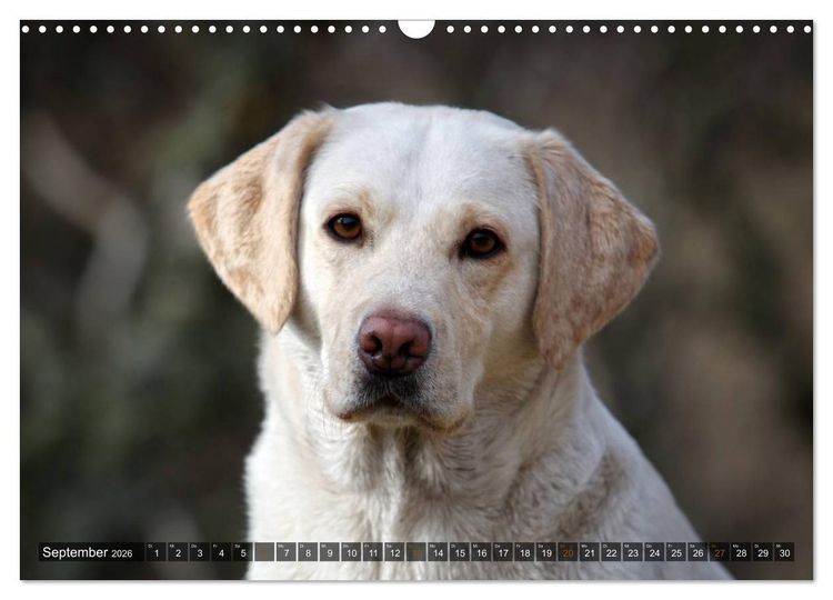 Produktbild: Labrador Retriever - Jagdhund mit Charme (Wandkalender 2026 DIN A3 quer), CALVENDO Monatskalender