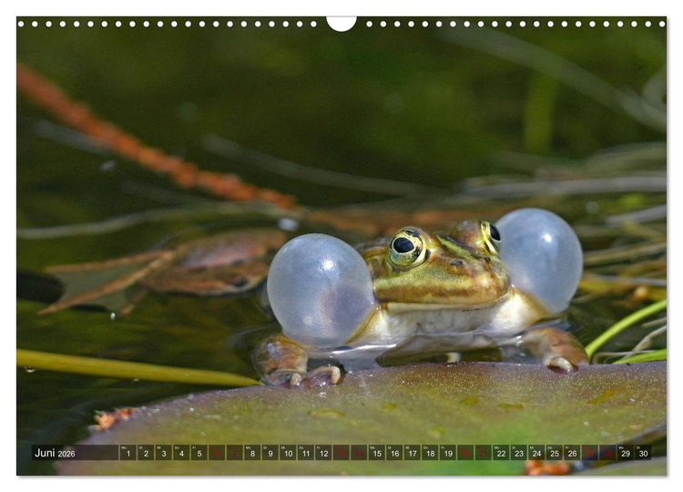 Produktbild: Heimische Amphibien (Wandkalender 2026 DIN A3 quer), CALVENDO Monatskalender
