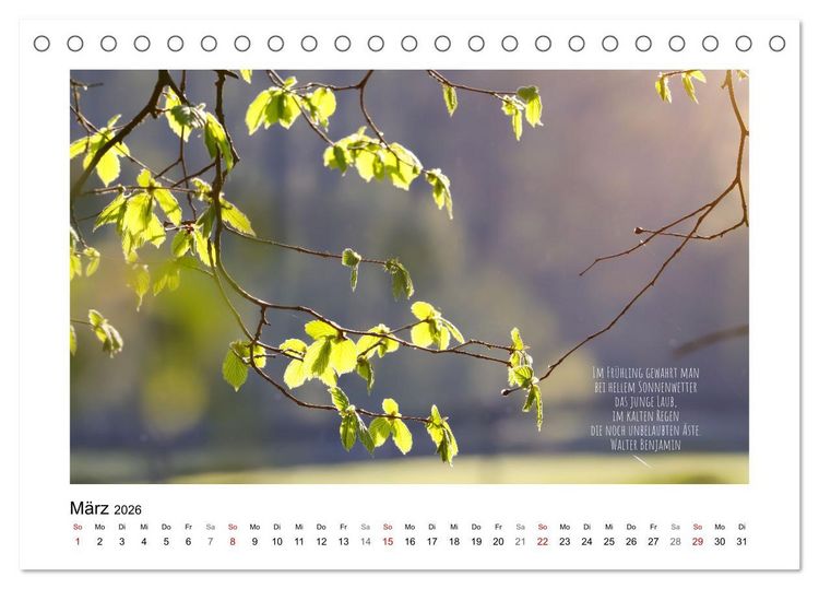 Produktbild: Bl&auml;tterreigen (Tischkalender 2026 DIN A5 quer), CALVENDO Monatskalender