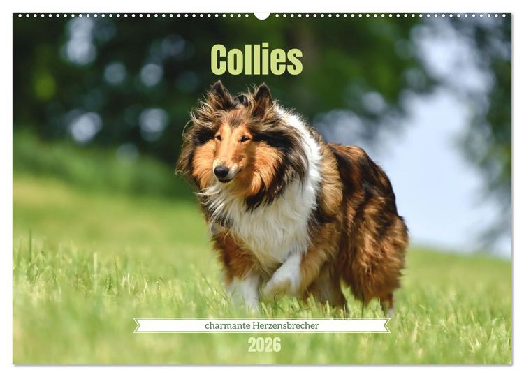 Produktbild: Collies - charmante Herzensbrecher (Wandkalender 2026 DIN A2 quer), CALVENDO Monatskalender