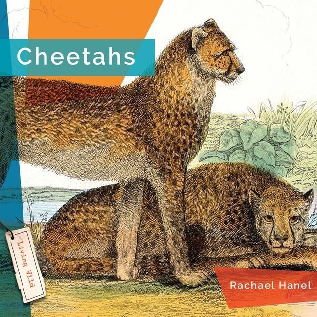 Produktbild: Cheetahs