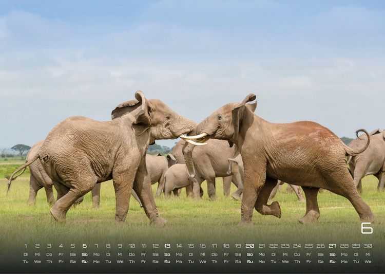 Produktbild: Elefanten - einzigartige Giganten - 2027 - Kalender DIN A3
