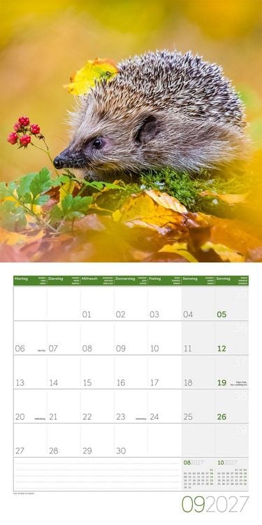 Produktbild: Igel Kalender 2027 - 30x30 - Art12