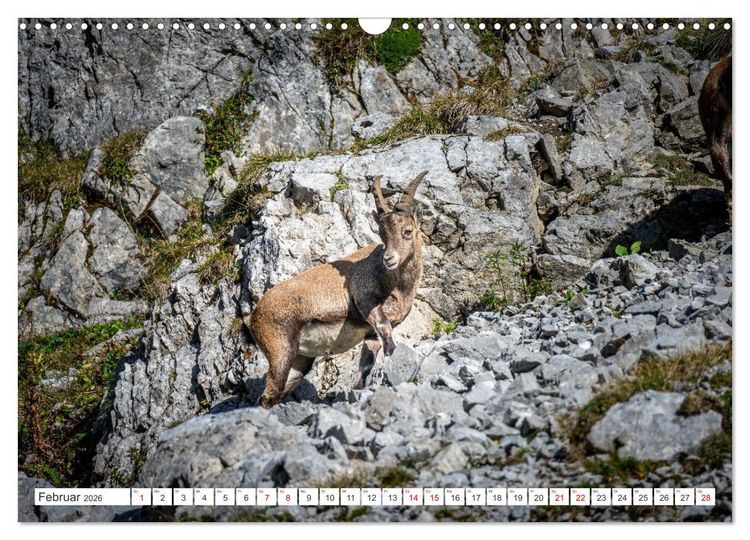 Produktbild: Steinb&ouml;cke - Majest&auml;tische Tiere der Alpen (Wandkalender 2026 DIN A3 quer), CALVENDO Monatskalender