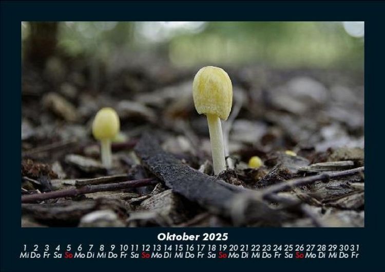 Produktbild: Pilzkalender 2025 Fotokalender DIN A5