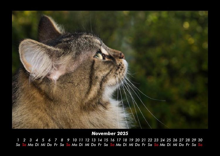 Produktbild: Haustierkalender 2025 Fotokalender DIN A3
