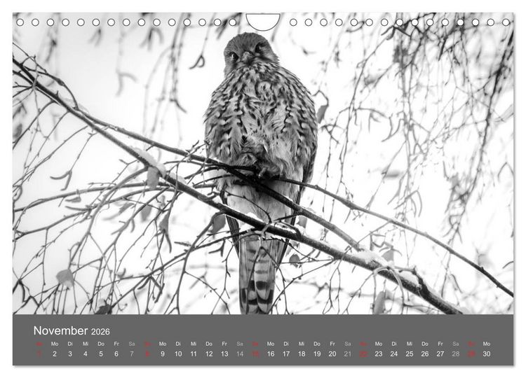 Produktbild: Tierische Augenblicke in Schwarz-Wei&szlig; (Wandkalender 2026 DIN A4 quer), CALVENDO Monatskalender