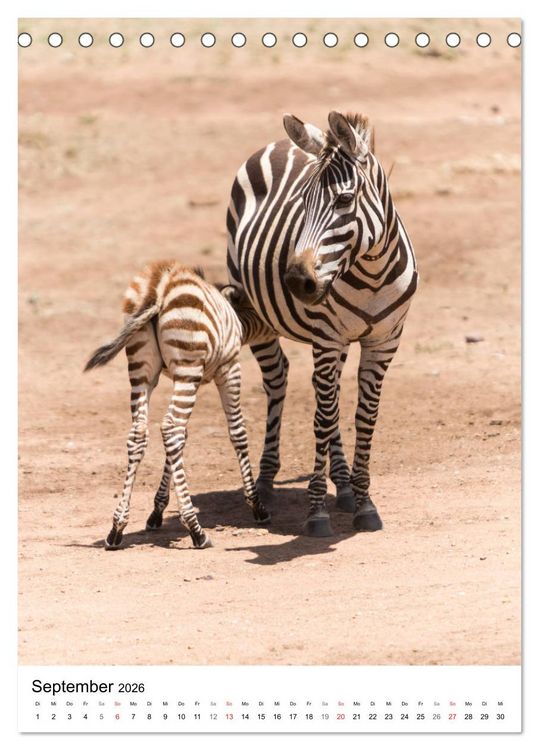 Produktbild: Serengeti Pur - Tansania (Tischkalender 2026 DIN A5 hoch), CALVENDO Monatskalender