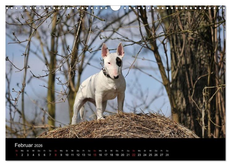 Produktbild: Bullterrier 2026 - Kleine Clowns mit gro&szlig;em Herz (Wandkalender 2026 DIN A3 quer), CALVENDO Monatskalender