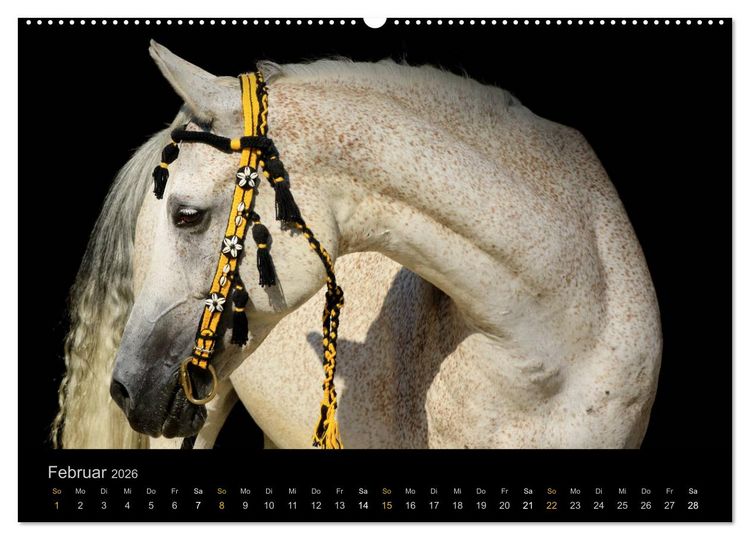 Produktbild: Magische Momente - Pferde Horses Caballos (hochwertiger Premium Wandkalender 2026 DIN A2 quer), Kunstdruck in Hochglanz
