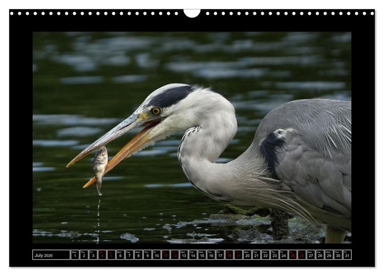 Produktbild: The heron parade (Wall Calendar 2026 DIN A3 landscape), CALVENDO 12 Month Wall Calendar