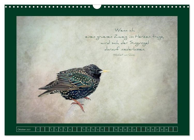 Produktbild: Stare und Weisheiten (Wandkalender 2027 DIN A3 quer), CALVENDO Monatskalender