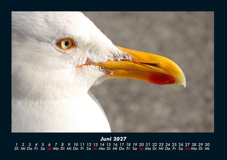 Produktbild: V&ouml;gel 2027 Fotokalender DIN A4