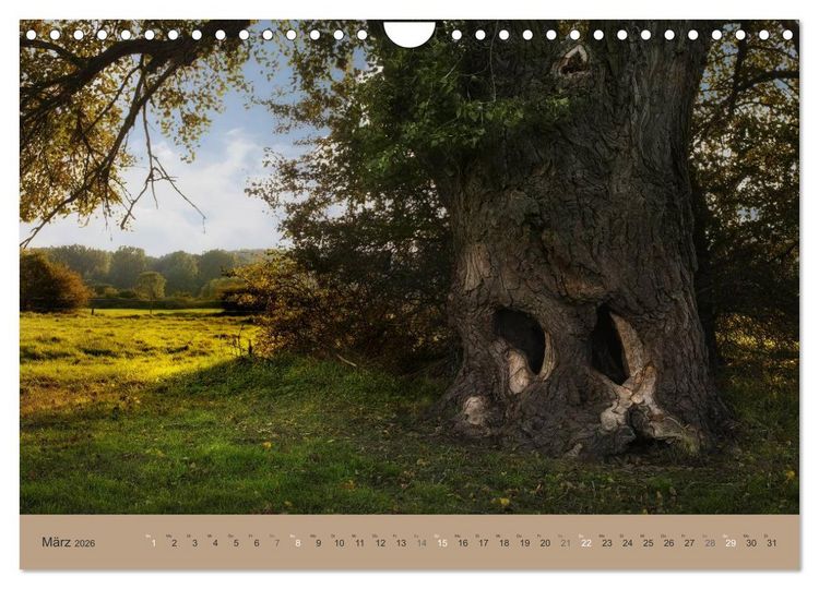 Produktbild: Unser Wald - Magische Sichten in norddeutsche W&auml;lder (Wandkalender 2026 DIN A4 quer), CALVENDO Monatskalender