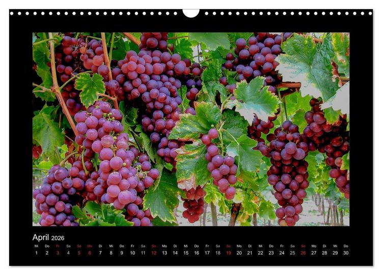 Produktbild: Wein - Reben, Wingerte und historische Weinkeller (Wandkalender 2026 DIN A3 quer), CALVENDO Monatskalender