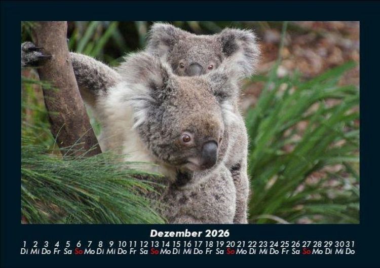 Produktbild: Koala 2026 Fotokalender DIN A5