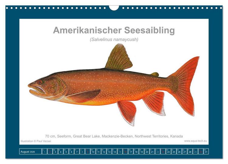 Produktbild: Fisch als Kunst 2026: Amerikanische Saiblinge (Wandkalender 2026 DIN A3 quer), CALVENDO Monatskalender