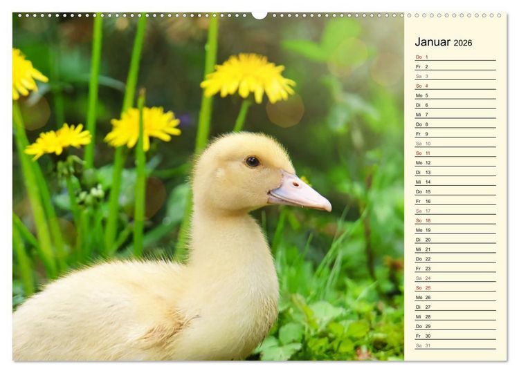 Produktbild: Entz&uuml;ckende Entenk&uuml;ken (hochwertiger Premium Wandkalender 2026 DIN A2 quer), Kunstdruck in Hochglanz