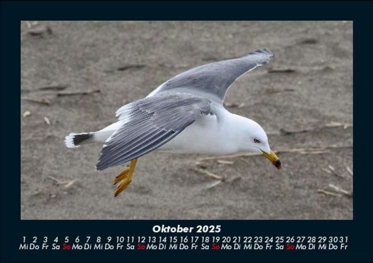 Produktbild: M&ouml;wen 2025 Fotokalender DIN A5