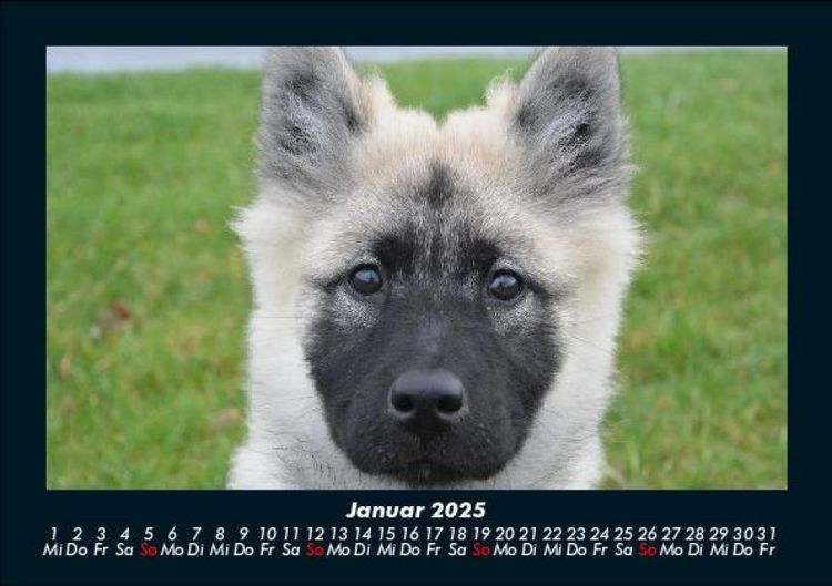 Produktbild: Welpen 2025 Fotokalender DIN A5