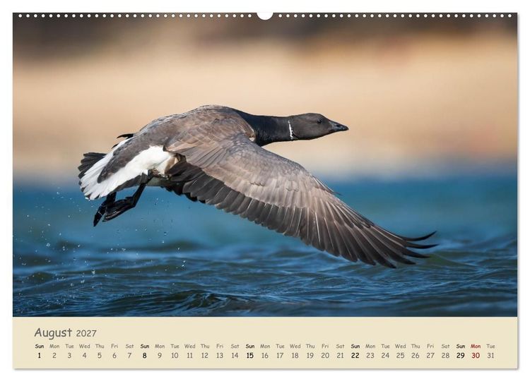 Produktbild: Wild encounters &ndash; Moments in the heart of nature (High Quality Premium Wall Calendar 2027 DIN A2 landscape),CALVENDO 12 Month Wall Calendar