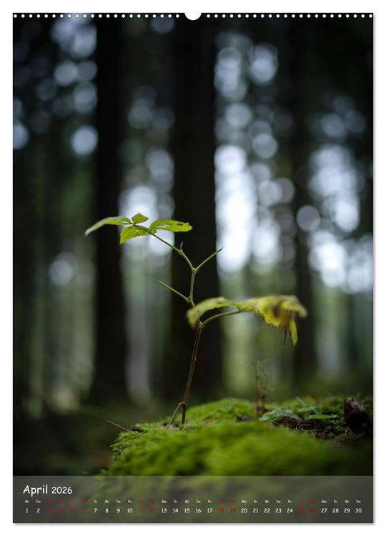 Produktbild: Lebensraum Wald (Wandkalender 2026 DIN A2 hoch), CALVENDO Monatskalender