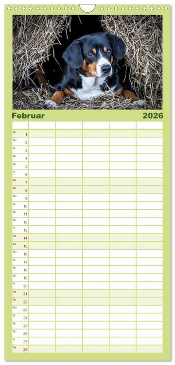Produktbild: Familienplaner 2026 - Entlebucher Sennenhund - treue Freunde mit 5 Spalten (Wandkalender, 21 x 45 cm) CALVENDO