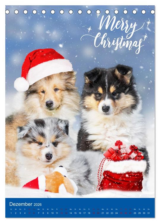 Produktbild: Traumhund Collie - Gl&uuml;ck auf vier Pfoten (Tischkalender 2026 DIN A5 hoch), CALVENDO Monatskalender
