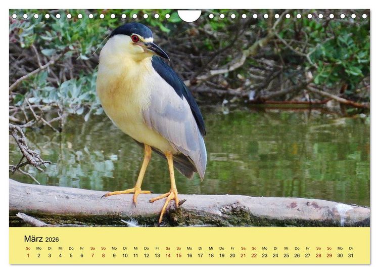 Produktbild: Flamingo und Co - Faszinierende Vogelwelt S&uuml;dfrankreichs (Wandkalender 2026 DIN A4 quer), CALVENDO Monatskalender
