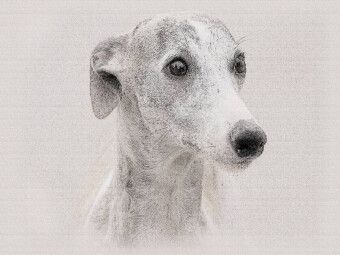 Produktbild: CALVENDO Puzzle Ein Bild aus dem Kalender Whippets 2017 | 1000 Teile Lege-Gr&ouml;&szlig;e 64x48cm Foto-Puzzle f&uuml;r gl&uuml;ckliche Stunden