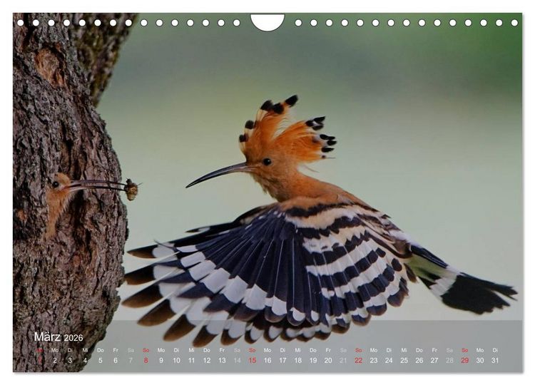 Produktbild: Wiedehopf (Wandkalender 2026 DIN A4 quer), CALVENDO Monatskalender